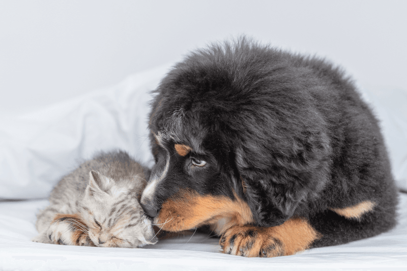 Cuddling with Other Pets