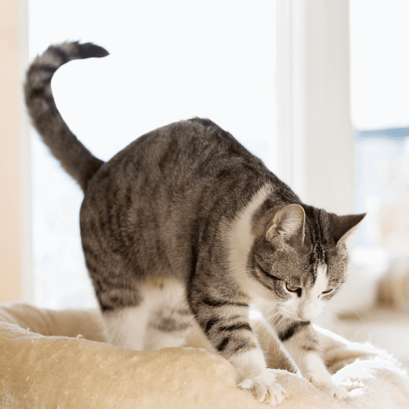 Kneading