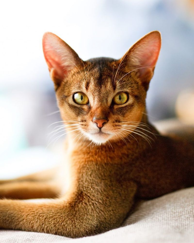 Abyssinian