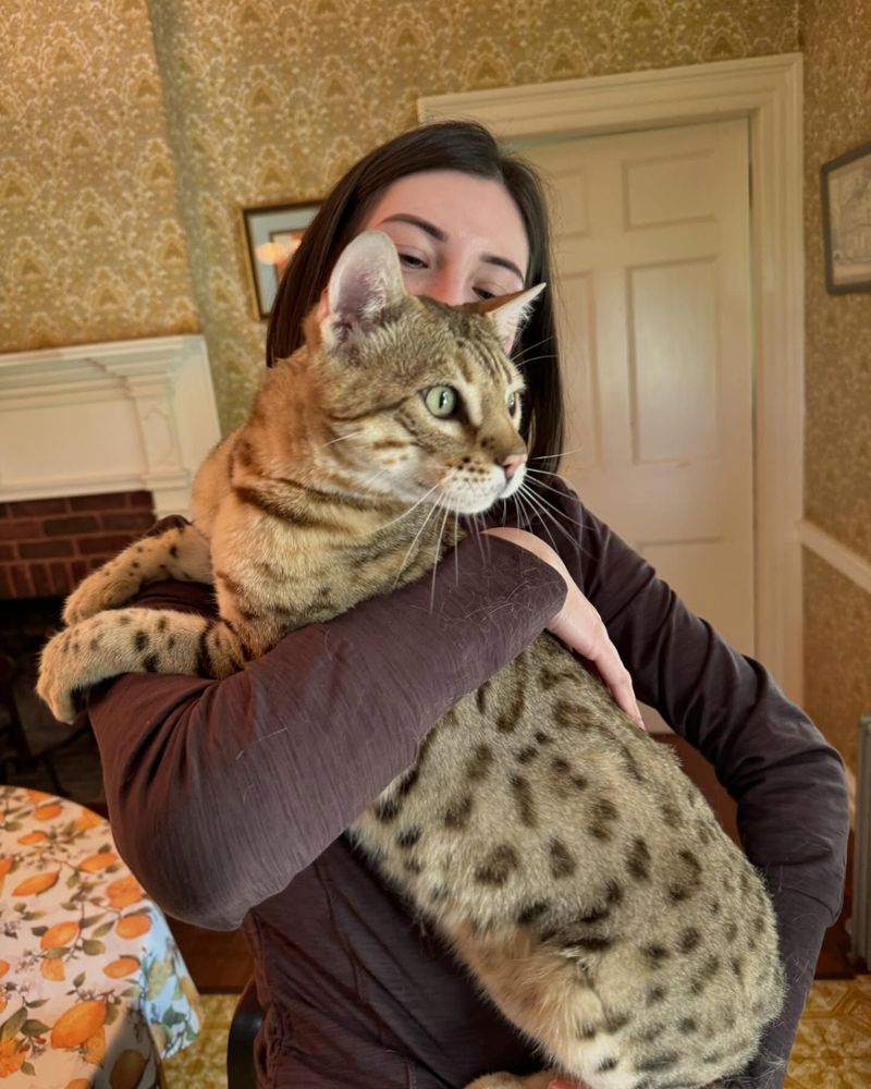 Bengal