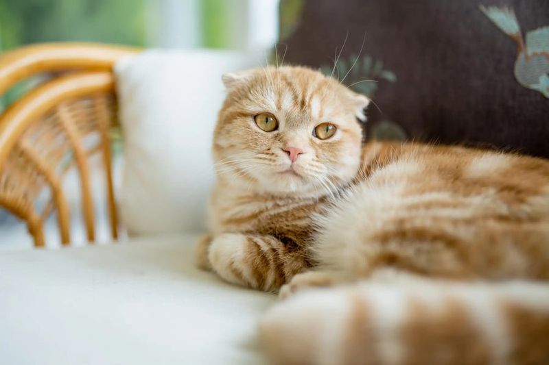 Scottish Fold