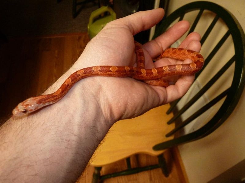 Corn Snake
