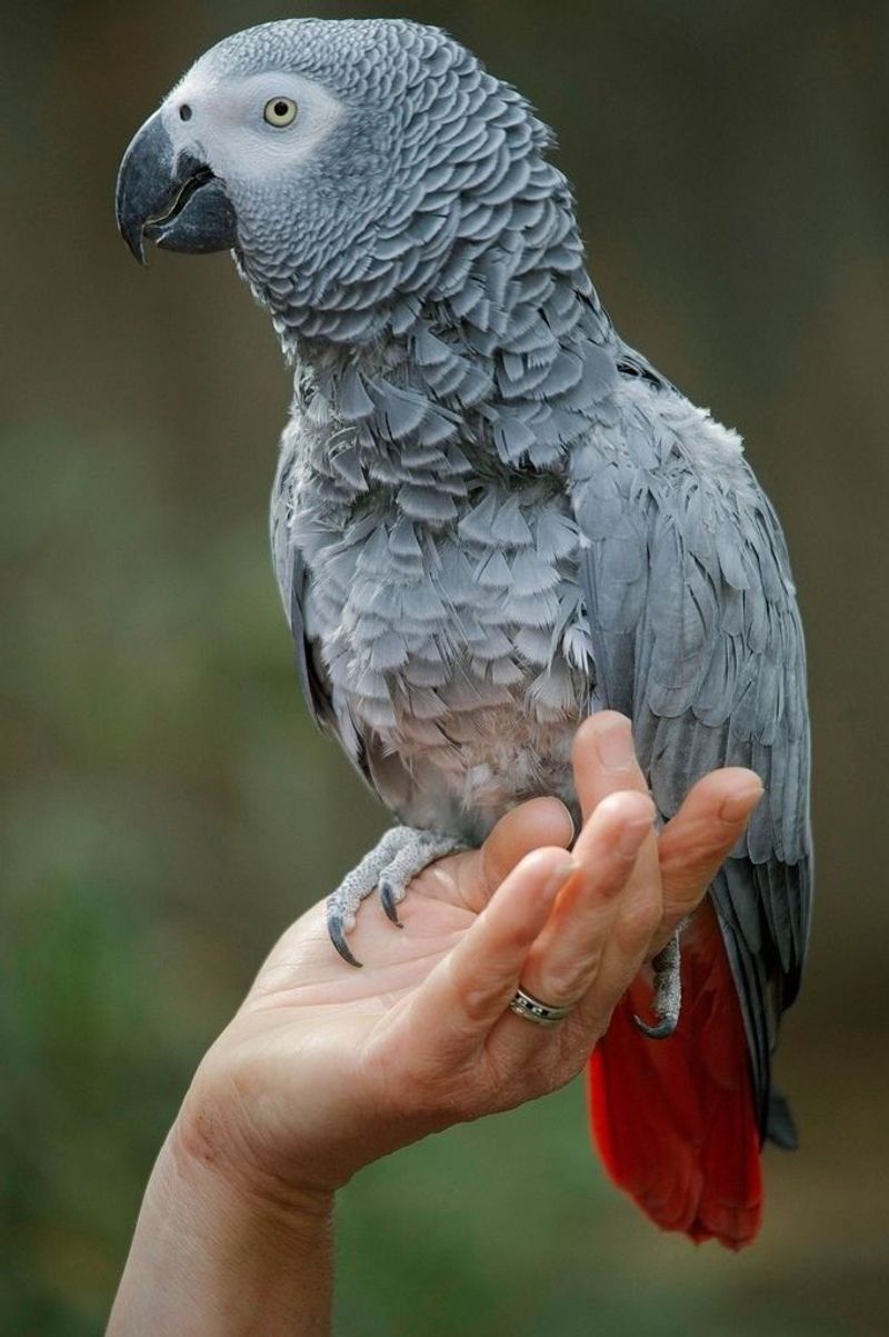 African Grey Parrot