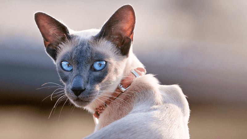 Siamese