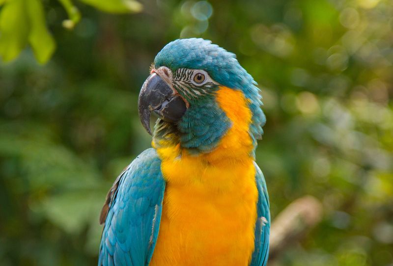 Blue-Throated Macaw