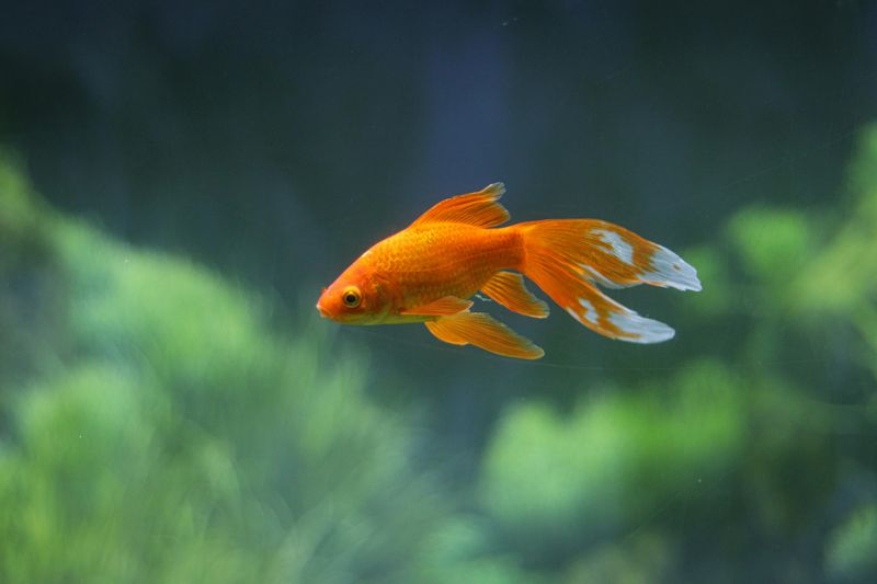 Goldfish