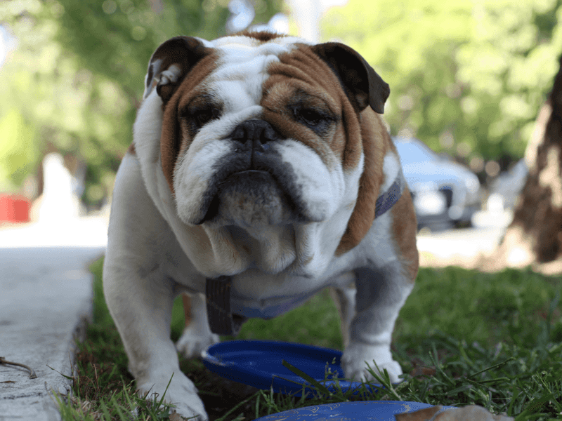 Bulldog