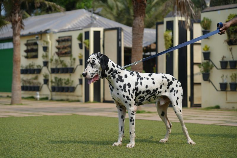 Dalmatian