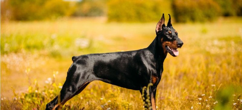 Doberman Pinscher