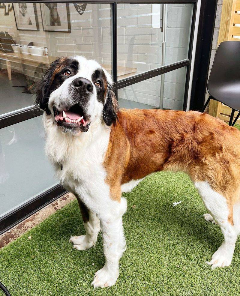 Saint Bernard