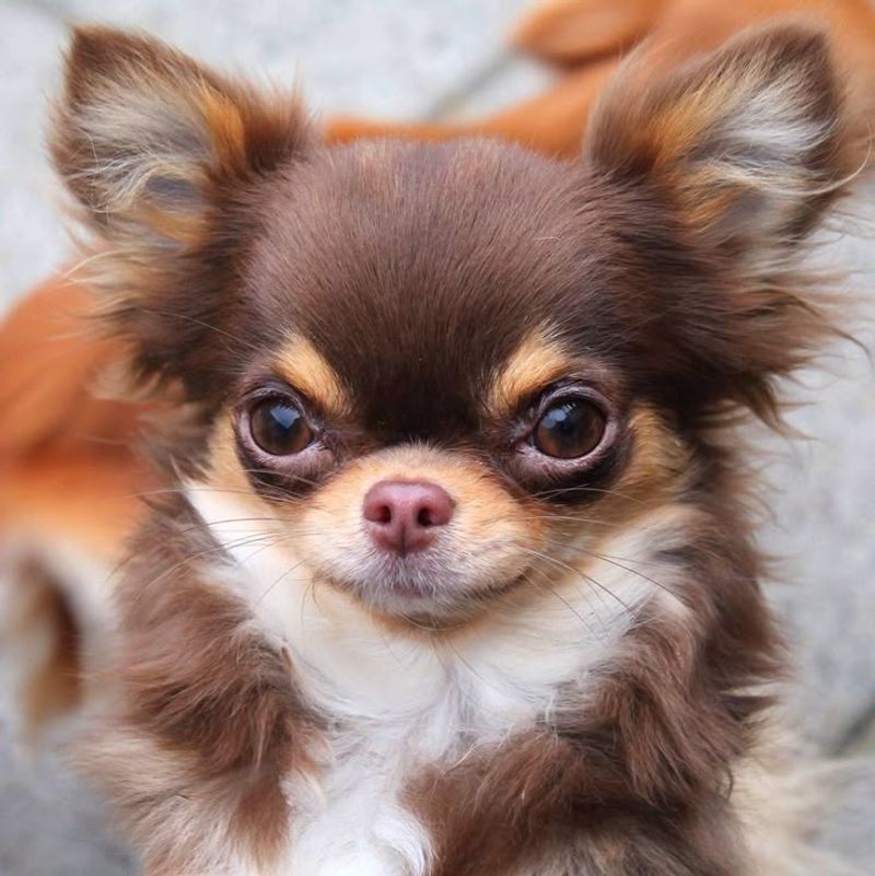 Chihuahua