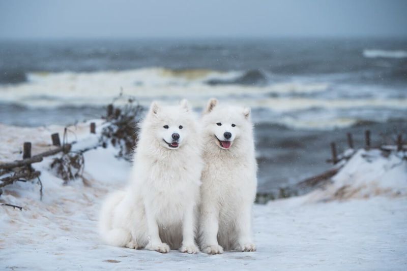 Samoyed