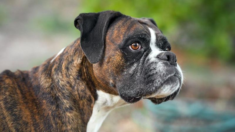 Boxer