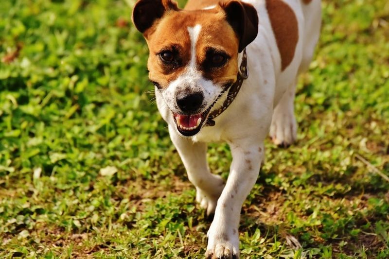 Jack Russell Terrier