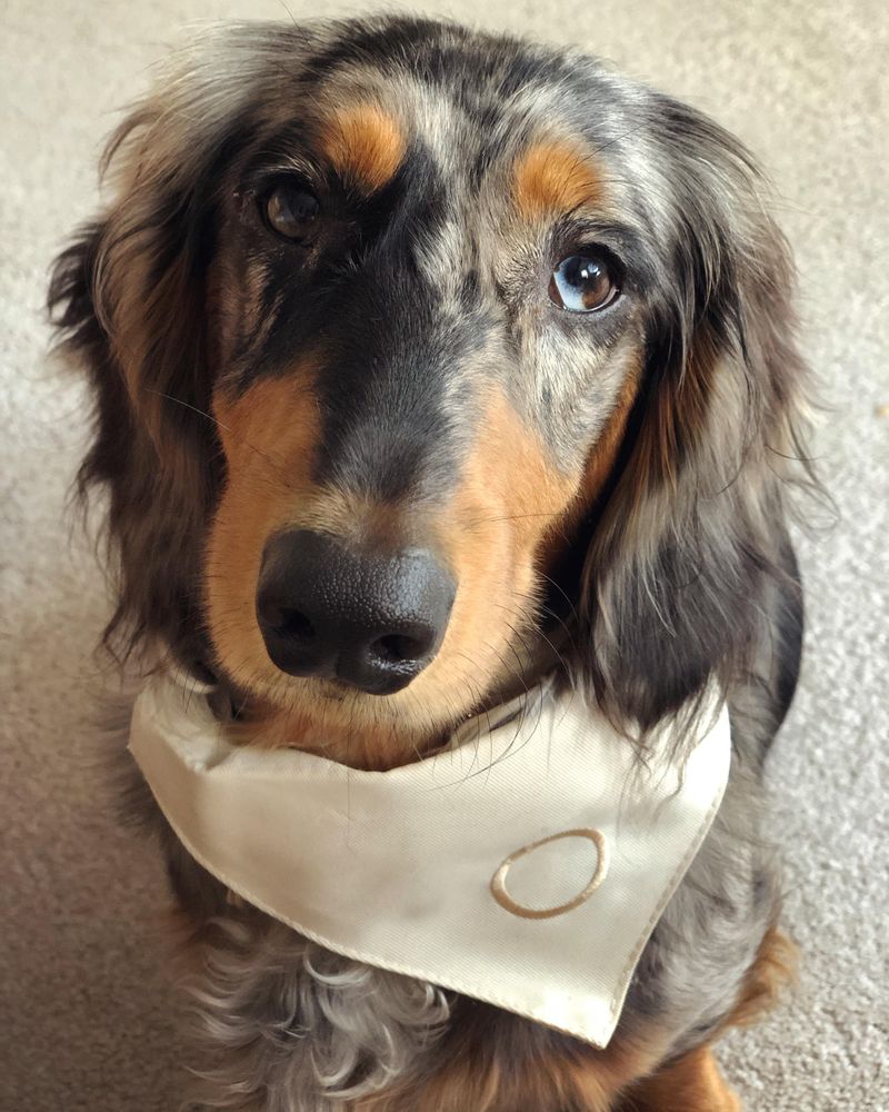 Dachshund