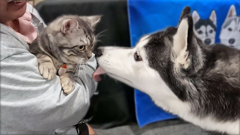 Siberian Husky