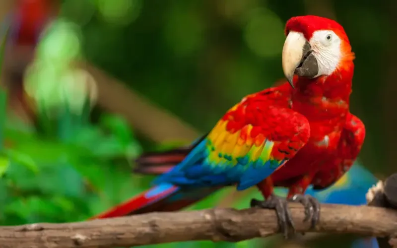 Parrots