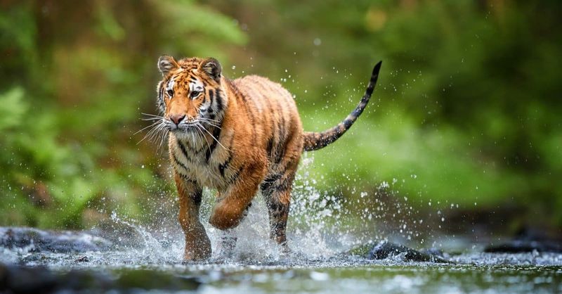 Siberian Tiger