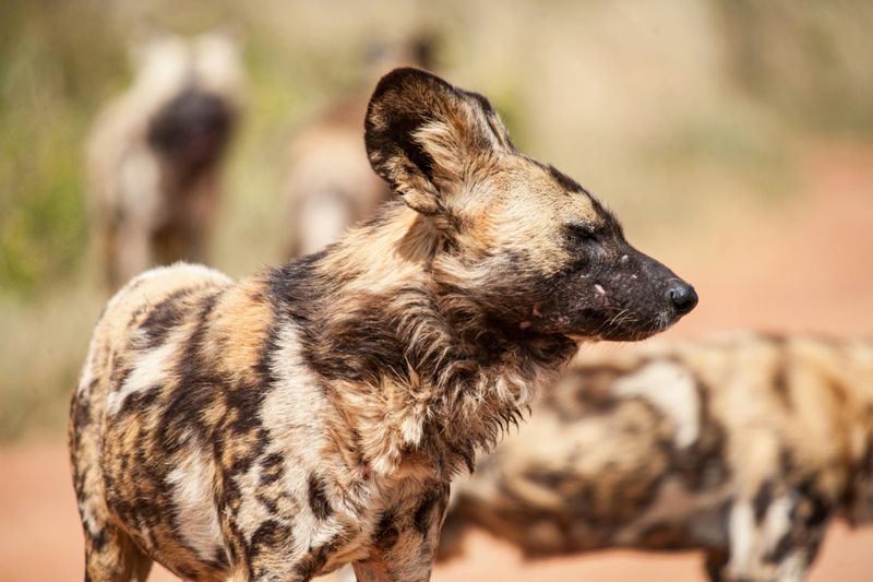 African Wild Dog