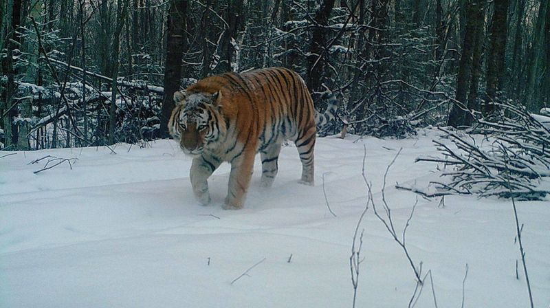 Siberian Tiger