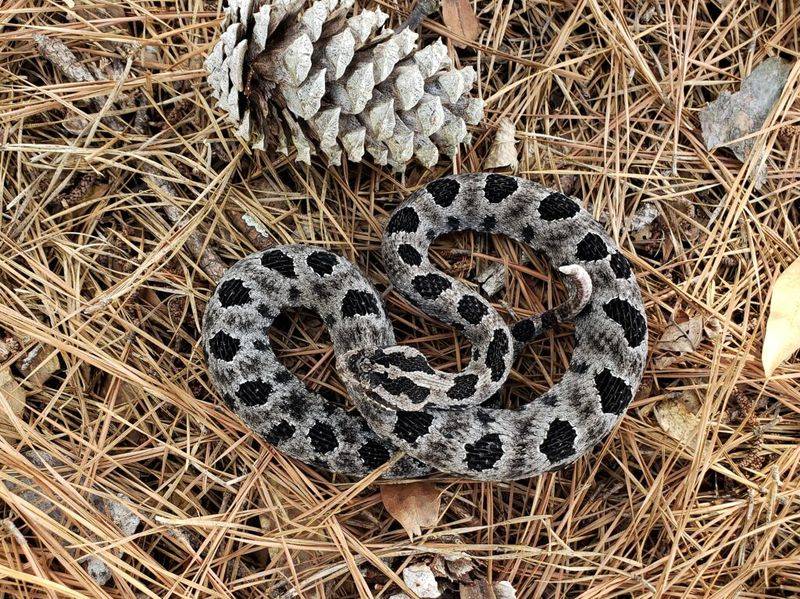 Pygmy Rattlesnake