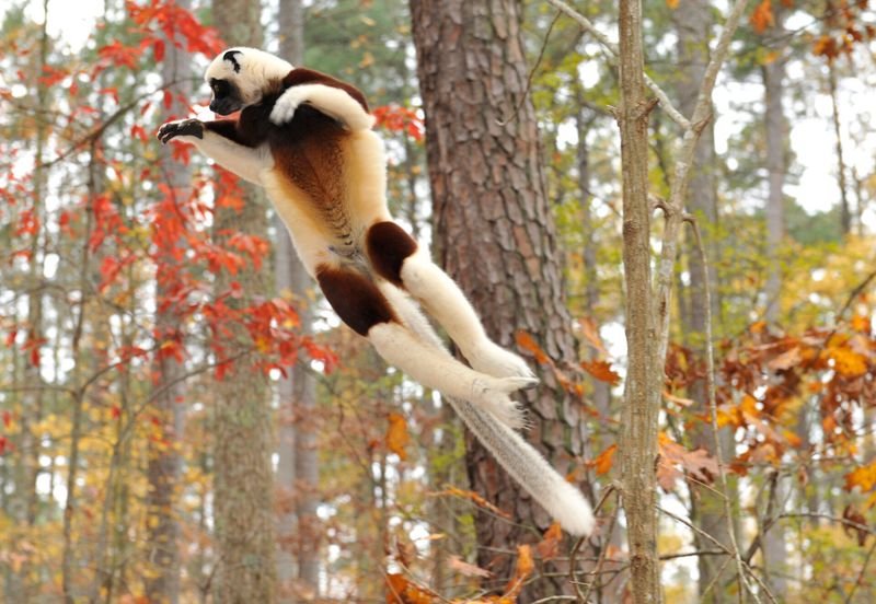 Sifaka