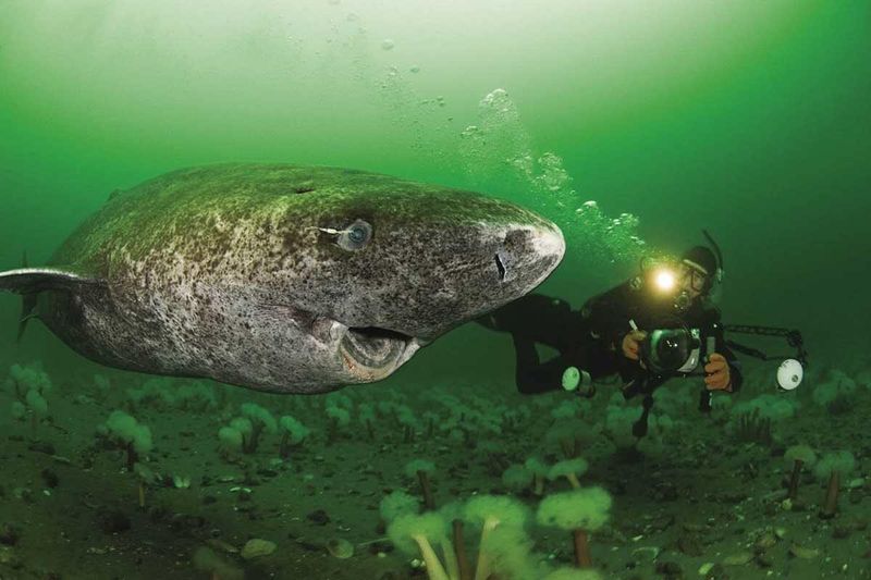Mysteries of the Deep
