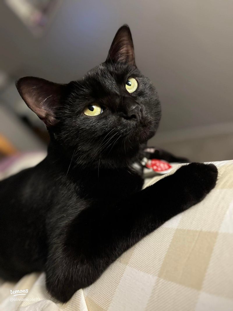 Photogenic Beauty