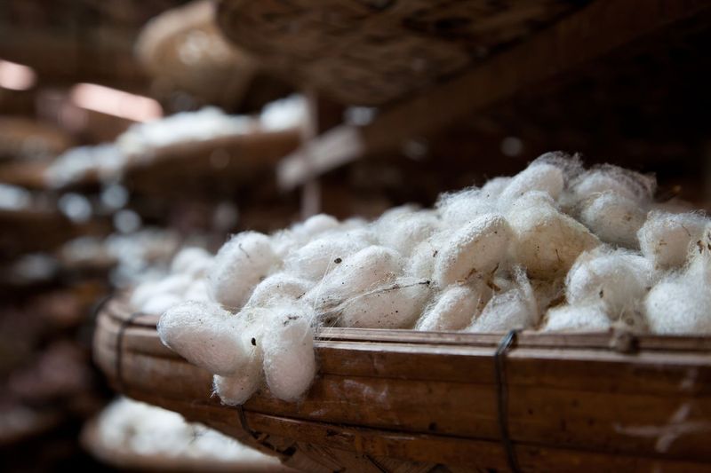 Silk's Environmental Impact