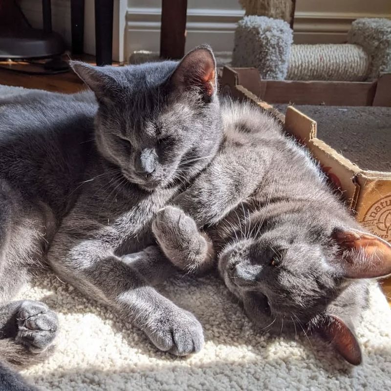 Crimson Chartreux