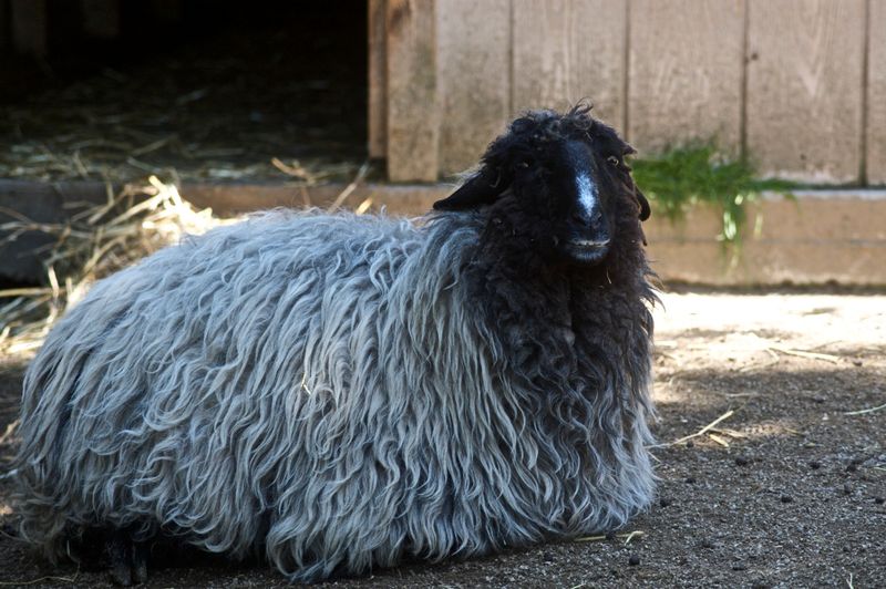 Karakul Sheep