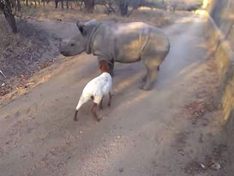 J’aime the Rhino & Joey the Lamb