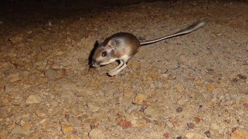 Santa Cruz Kangaroo Rat