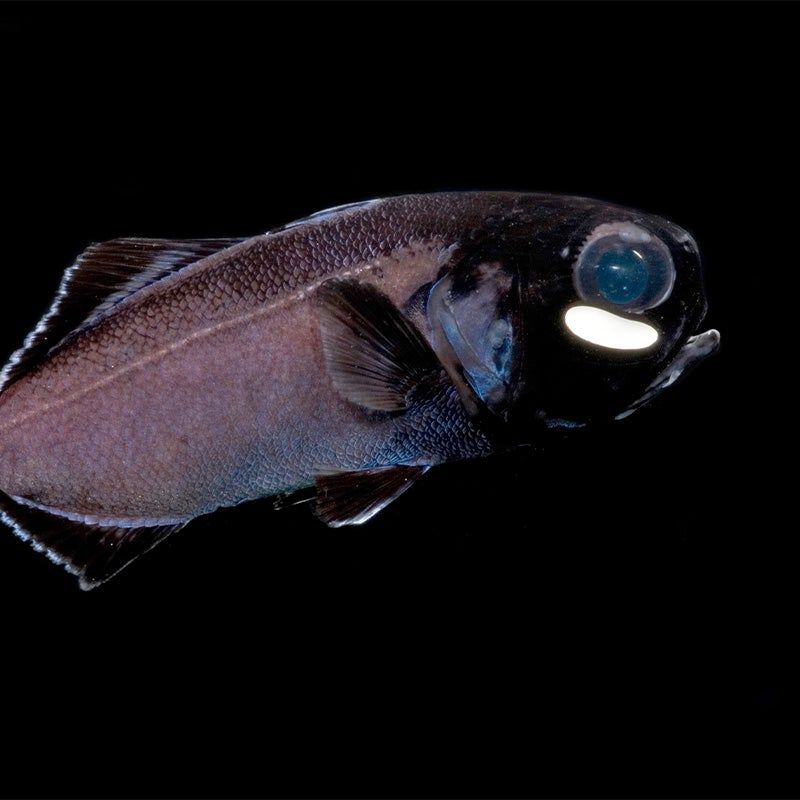 Flashlight Fish