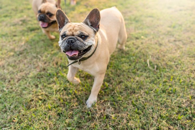 Barking Tendencies