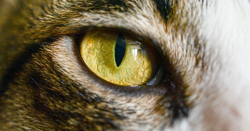 Vertical Pupils