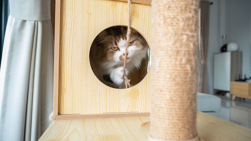 Overlooking Scratching Post Needs