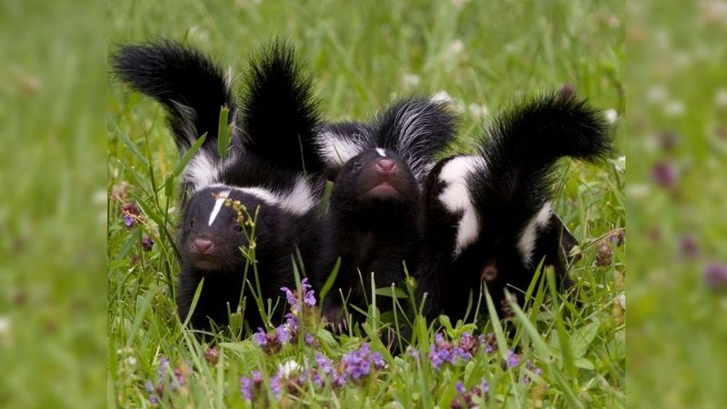 Skunk