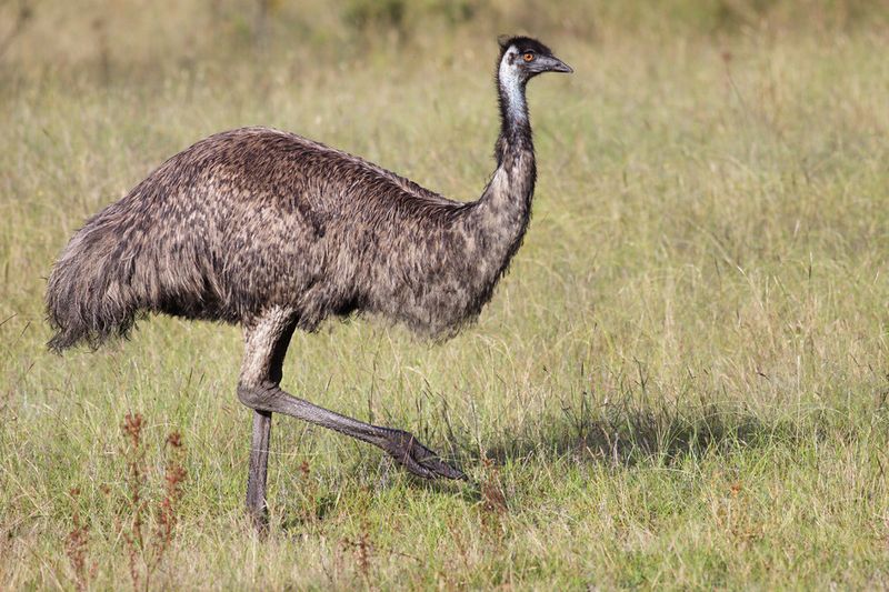 Emu
