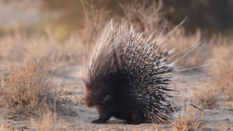 Porcupine