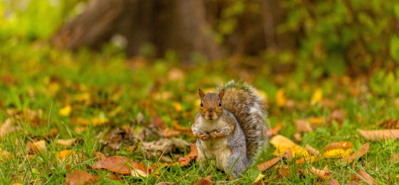 Squirrels