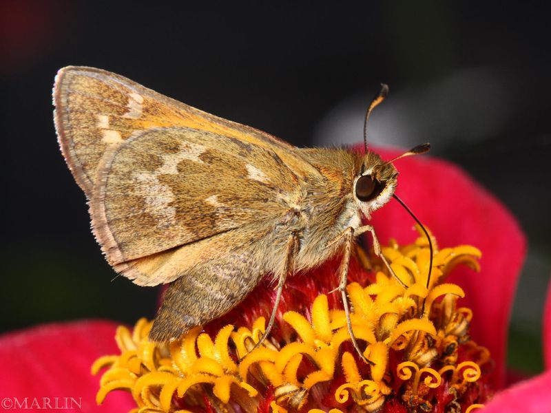 Pine-Oak Skipper Butterfly