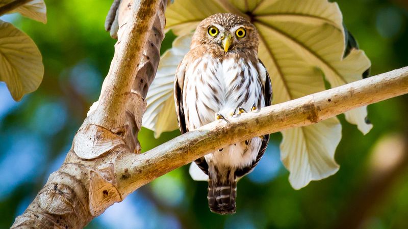 Cactus Ferruginous Pygmy Owl