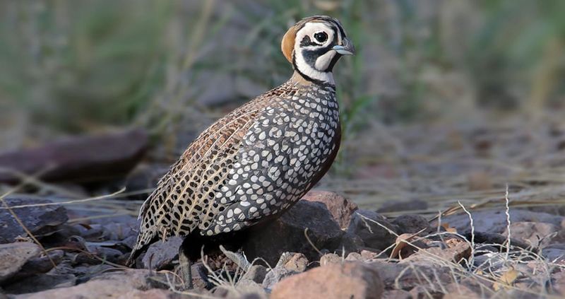 Montezuma Quail
