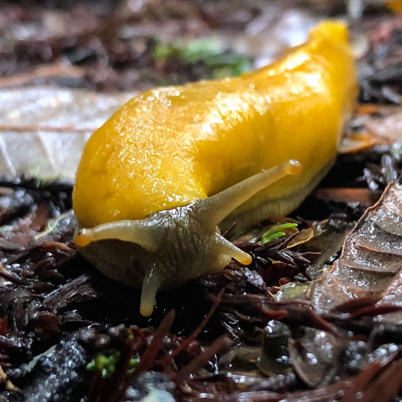 Giant of the Slug World