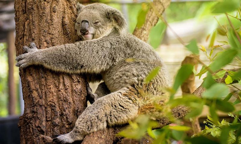Koala