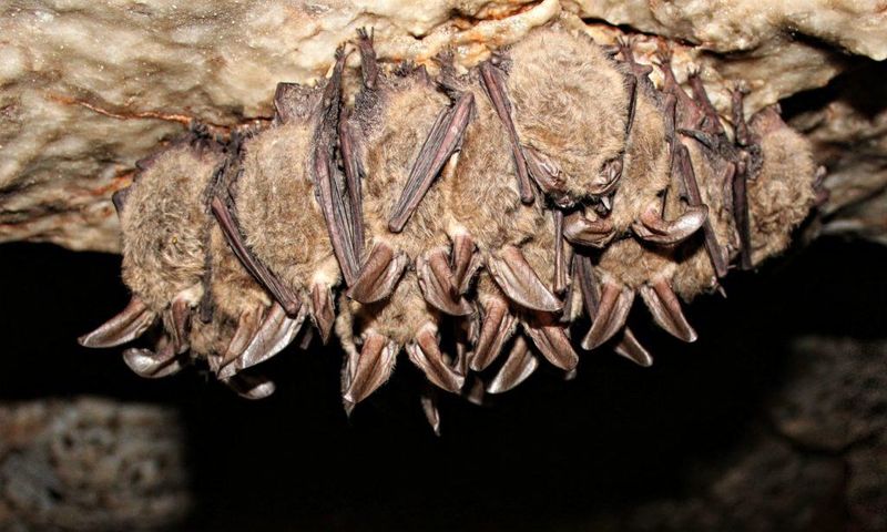 Bat