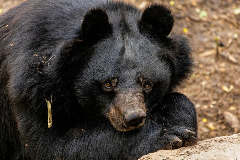 Asiatic Black Bear
