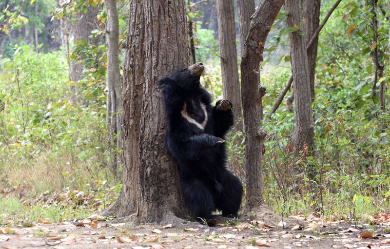 Sloth Bear