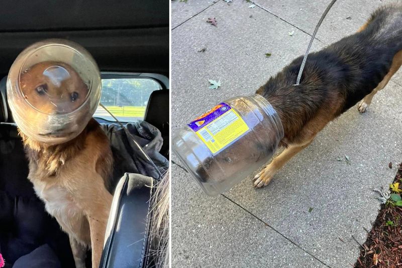 Puppy Trapped in Bucket